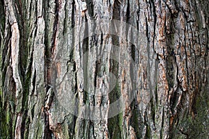 Tree bark texture close up, oak trunk macro, oaken crust surface, natural wooden wrinkled backdrop, tree bark pattern