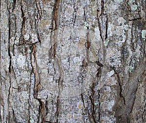 Tree bark texture close up photo. Brown and grey wood background.