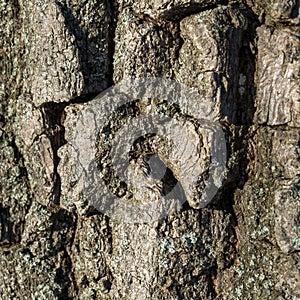 Tree bark texture, close-up of rough wooden background. Selective focus