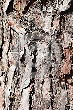 Tree bark texture close up