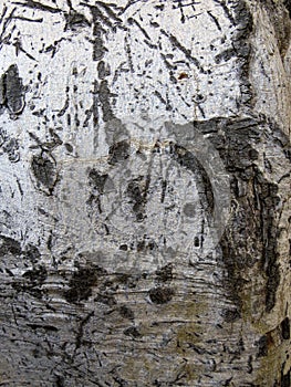 Tree bark texture. Close up of white tree trunk.Eucalyptus bark natural background