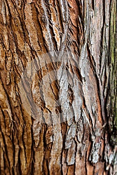 Tree bark texture closeup selective focus. Brown bark wood use as natural background. Old bark. Oak. Ash. Birch. Poplar. Apple tre