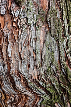 Tree bark texture closeup selective focus. Brown bark wood use as natural background. Old bark. Oak. Ash. Birch. Poplar. Apple tre