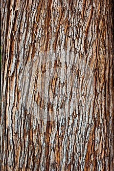 Tree bark texture closeup selective focus. Brown bark wood use as natural background. Old bark. Oak. Ash. Birch. Poplar. Apple tre