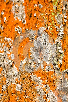 Tree bark texture in Colors