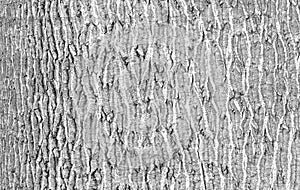 Tree bark texture creating abstract natural pattern