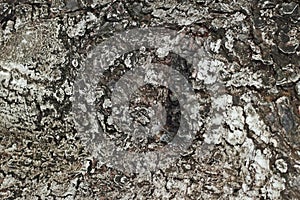 Tree bark texture