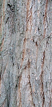 Tree Bark Texture, Extreme Closeup