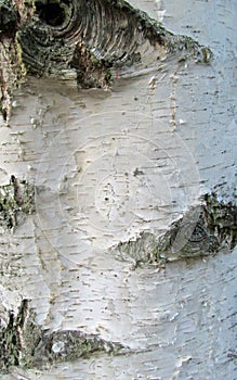 Tree Bark Texture, Extreme Closeup