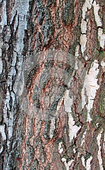 Tree Bark Texture, Extreme Closeup