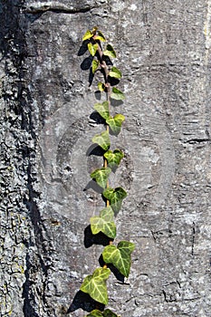 Tree bark texture of Fagus sylvatica or European beech with ivy