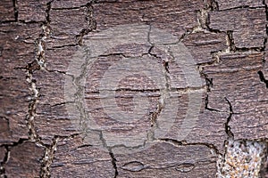 Tree bark texture in forest