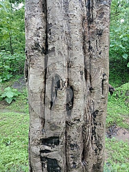 Tree bark texture in the forest, textured background wallpaper.