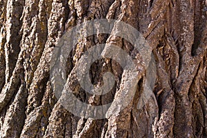 Tree bark texture frame full in nature