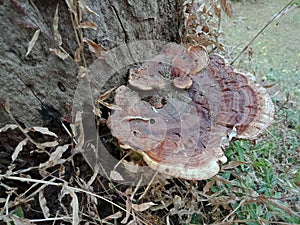 Tree bark texture with fungus, nature creation background wallpaper.