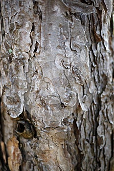 Tree bark texture. great background for design