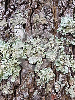 Tree bark texture and lichens background.