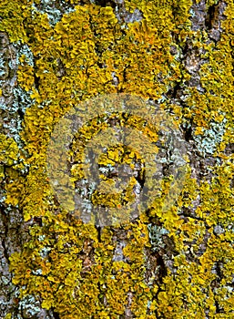 Tree bark texture with moss