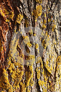 Tree bark texture with moss