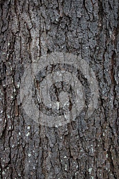 Tree Bark Texture with moss