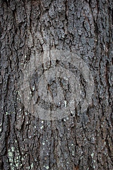 Tree Bark Texture with moss