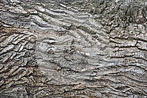 Tree bark texture. natural background