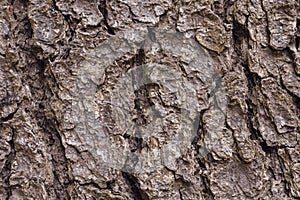 Tree bark texture.Natural background