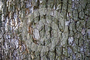 Tree bark texture. natural backgrounds, textures - bark of the European pear tree. A close up view of the bark of a European pear