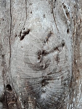 Tree bark texture, nature creation background wallpaper.
