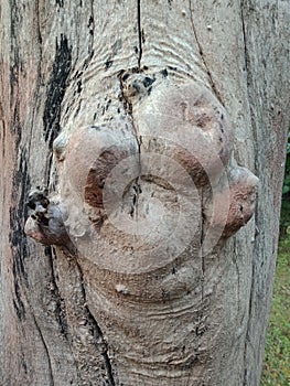 Tree Bark Texture, nature creation background wallpaper.