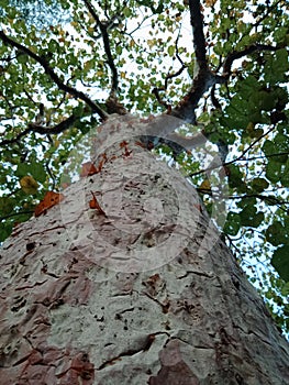 Tree Bark Texture, nature creation background wallpaper.
