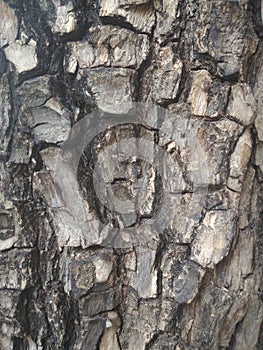 Tree bark texture.Nature wood background