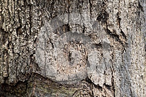 Tree bark texture. Oak wood background.