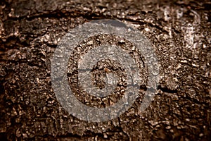 Tree bark texture. Oak wood background. Old Trunk pattern. Rough wooden skin closeup