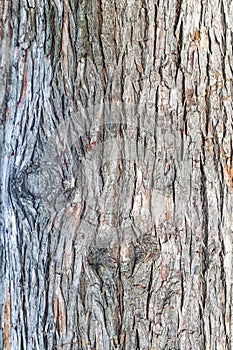 Tree bark texture