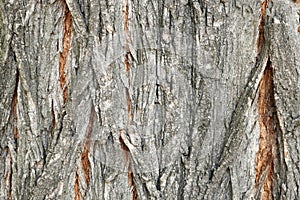 Tree bark texture, old rough wood pattern