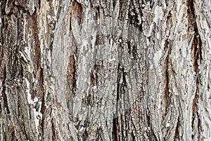 Tree bark texture, old rough wood pattern
