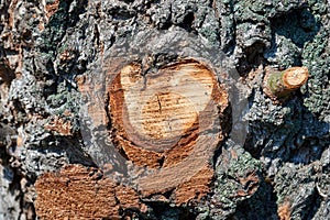 Tree bark texture, old rough wood pattern