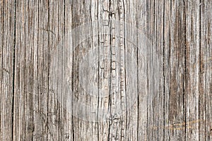 Tree bark texture, old rough wood pattern