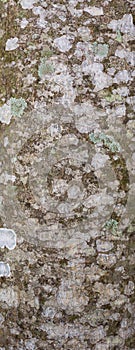 Tree bark texture, outermost layer of a tree trunk, seamless background