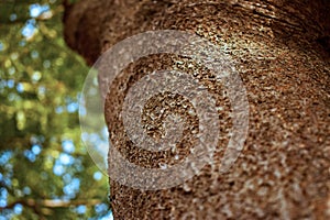 Tree Bark Texture/Pattern  close-up Background Macro Stock Photography Image