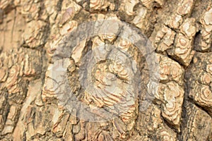 Tree Bark Texture/Pattern  close-up Background Macro Stock Photography Image