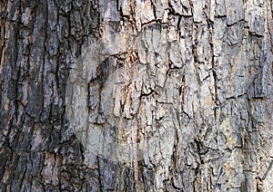 Tree bark texture pattern. wood rind for background