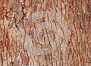 Tree bark texture pattern. wood rind for background