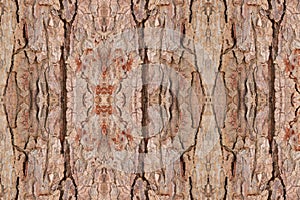 Tree bark texture pattern. wood rind for background