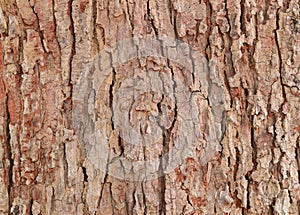 Tree bark texture pattern. wood rind for background