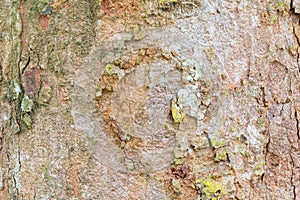 Tree bark texture pattern. wood rind for background with copy space add text