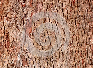 Tree bark texture pattern. wood rind for background photo