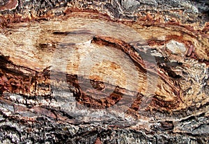 Tree bark texture patterns,wood rind for backgrounds.decoration,cortex.