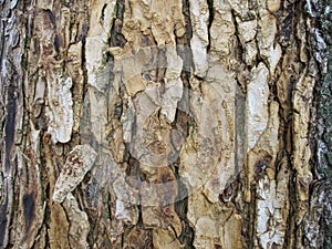 Tree bark texture.